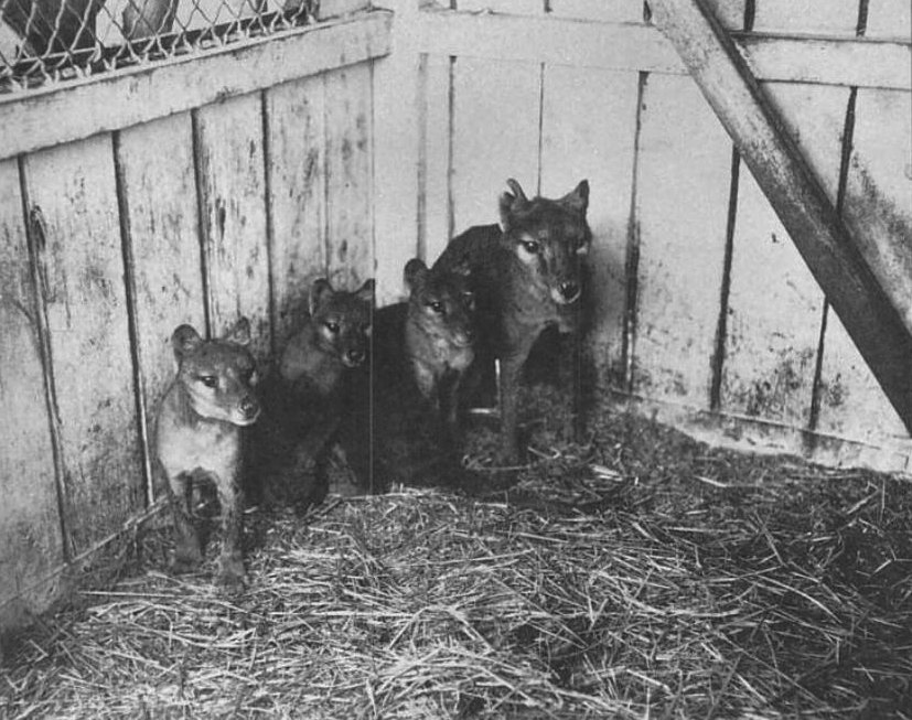 A thylacine family photographed in a wooden enclosure, 1909.