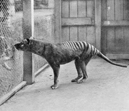 A thylacine standing against a wire fence at Hobart Zoo, 1933.