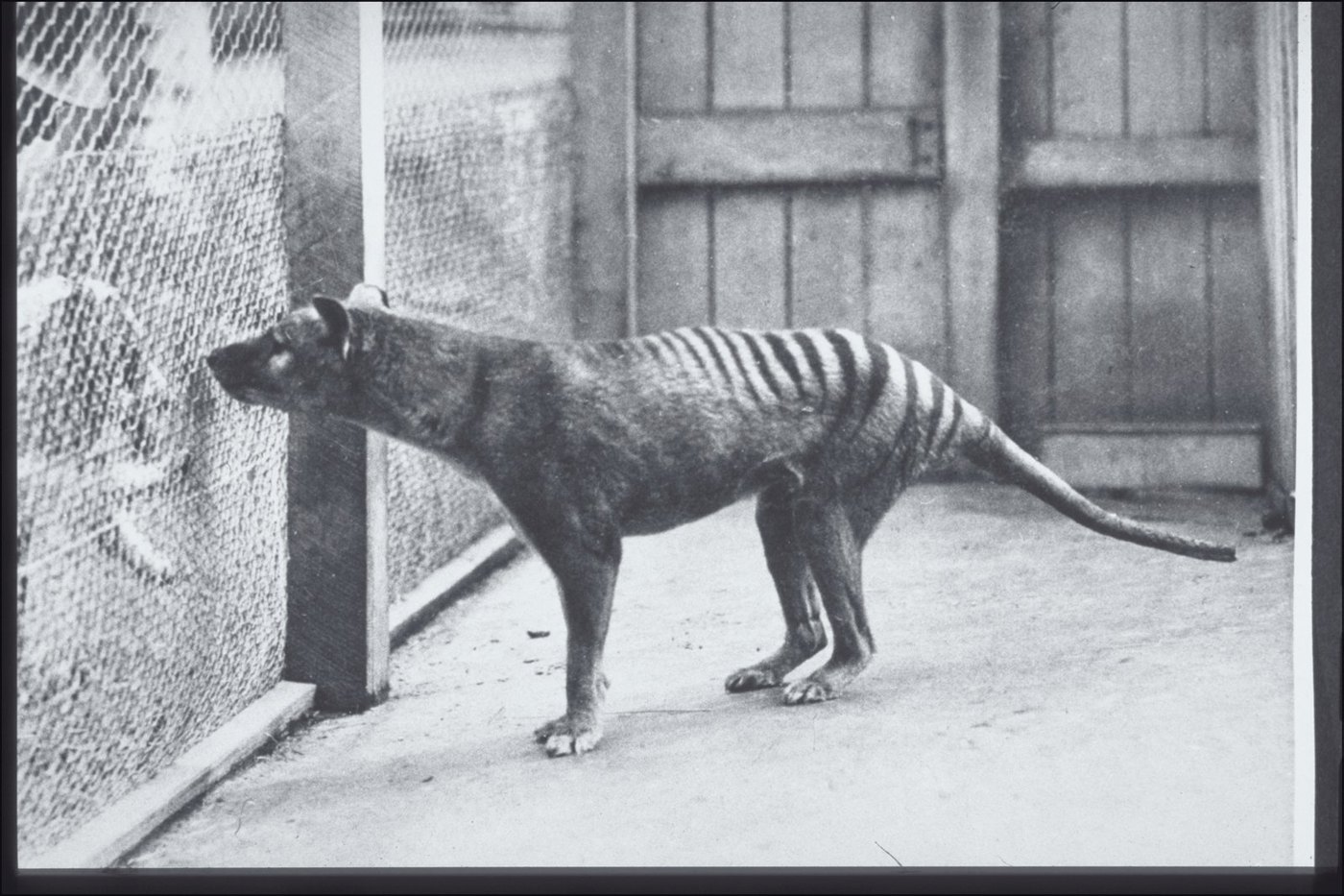 A thylacine at Hobart Zoo, 1928.
