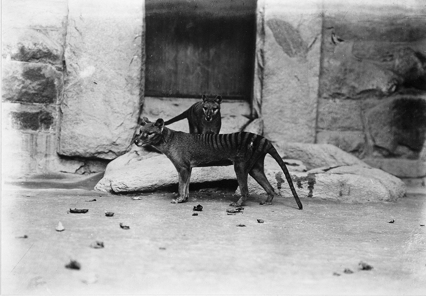 Two thylacines in a walled zoo enclosure, around 1904.